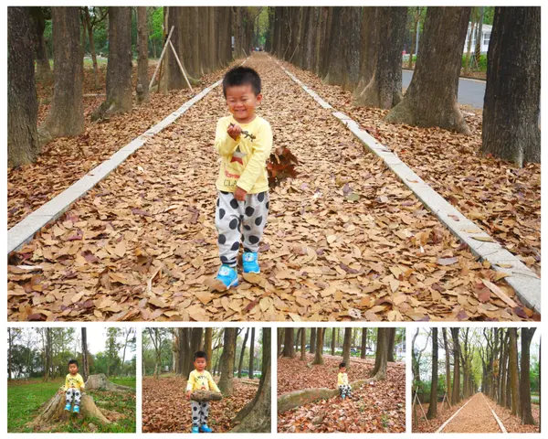 [高雄]新威森林公園，桃花心木綠色隧道，落葉地毯詩意無窮/高雄六龜親子景點