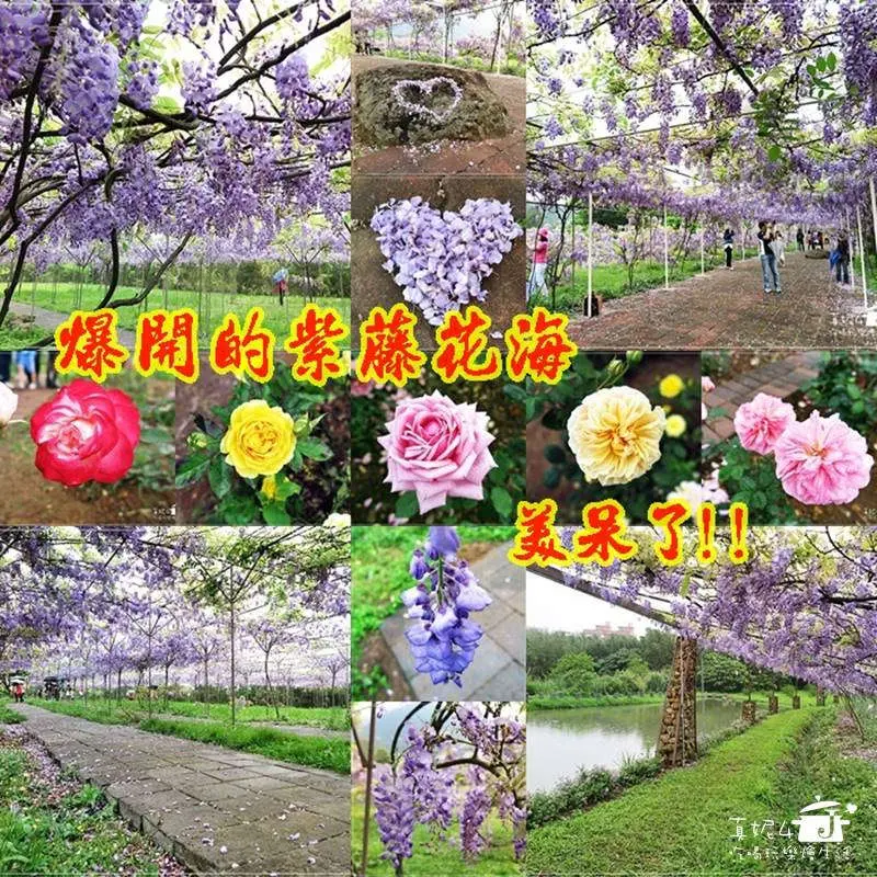 [淡水賞花] 2016.4.10紫籐花況報導。天元宮附近的紫藤咖啡園，萬坪紫藤花像葡萄一樣爆炸開花了!