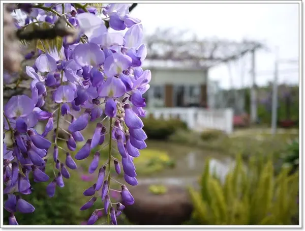台北淡水 紫藤咖啡園 南洋咖哩雞肉飯～限時一個月的紫色夢幻