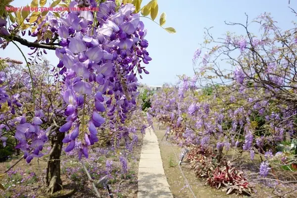 『三芝』♥紫藤咖啡園♥偶像劇中的紫色浪漫隧道