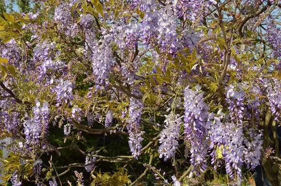紫藤咖啡園~~漫步紫色花海隧道，滿滿的幸福與浪漫
