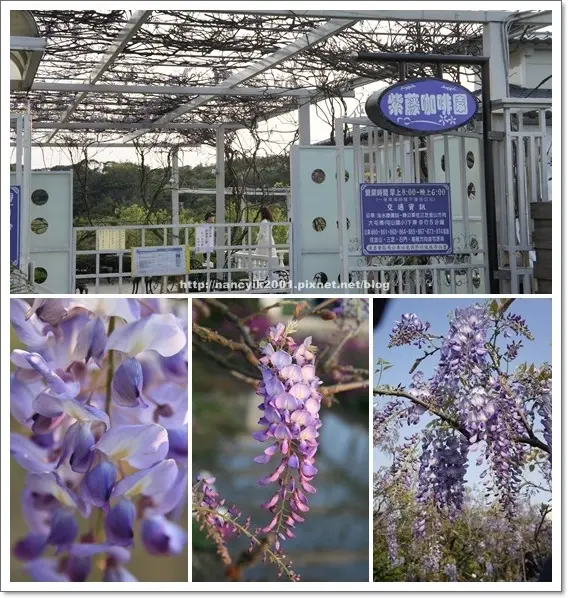 紫色的浪漫【紫藤咖啡園】        
      