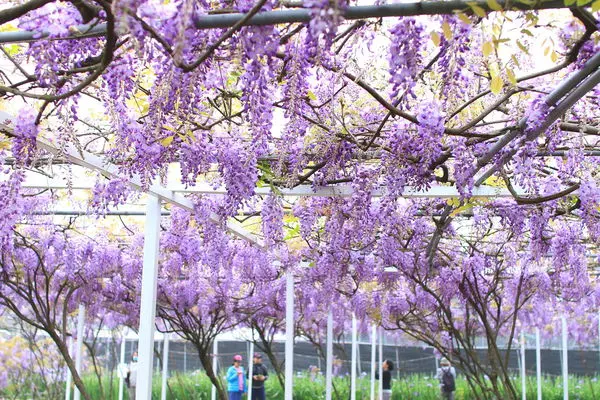 【台北旅遊】淡水紫藤花咖啡園-紫藤綻放紫色夢幻