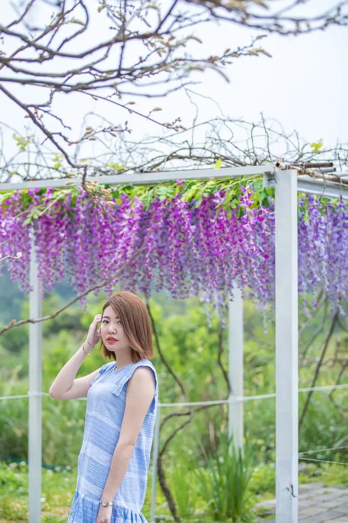 台北紫藤花季｜2017最新 紫藤花隧道+摩艾石像，絕對拍翻的「紫藤咖啡園(原咕咕鐘歐式花園)」(紫藤花一店、近淺水灣、淡水一日遊) 2017/4/9花況