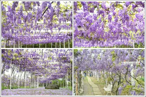 《魔鬼甄花瘋玩台灣》夢幻紫藤流瀑地毯花季~全台紫藤花景點懶人包(2017年花況更新！！)