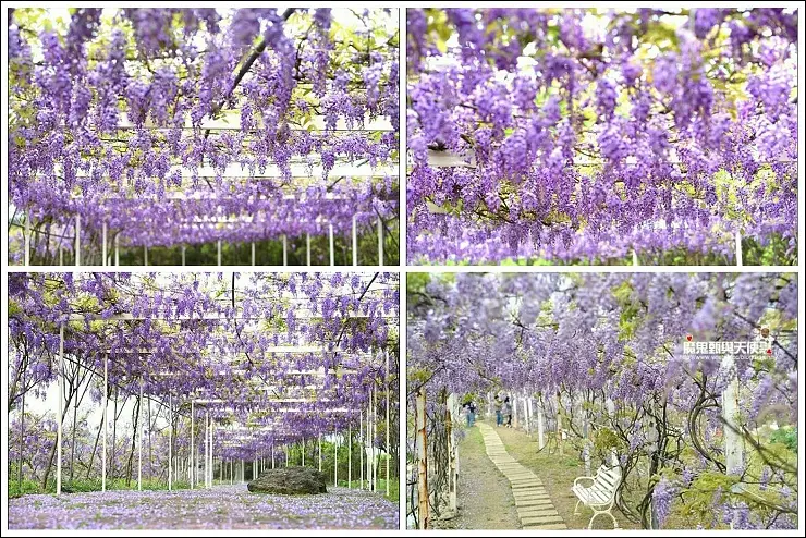 《魔鬼甄花瘋玩台灣》夢幻紫藤流瀑地毯花季~全台紫藤花景點懶人包(2017年花況更新！！)