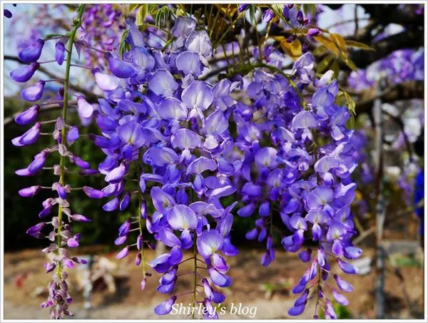淡水‧紫藤咖啡園2014
