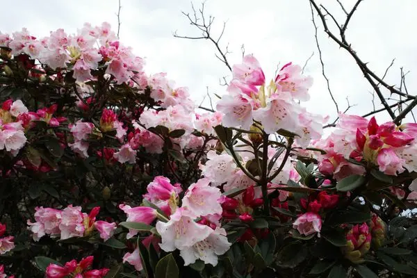 合歡山高山杜鵑花（小奇萊步道）2019年4月