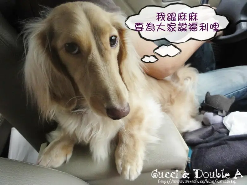 【帶著Gucci去旅遊】清境、九族出差去!!