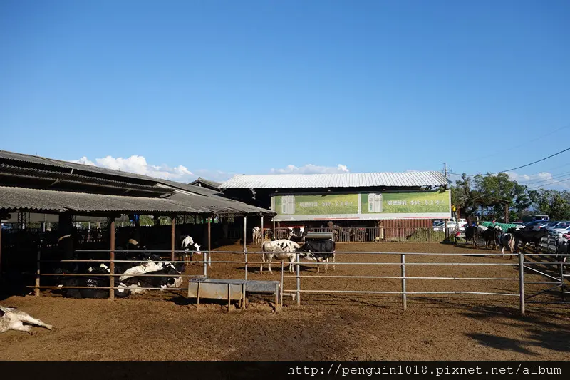 【彰化市親子遊】禾家牧場；到牧場吃霜淇淋囉！餵牛牛吃草，假日遛孩子好去處。(彰化旅遊/花壇牧場/彰化景點)