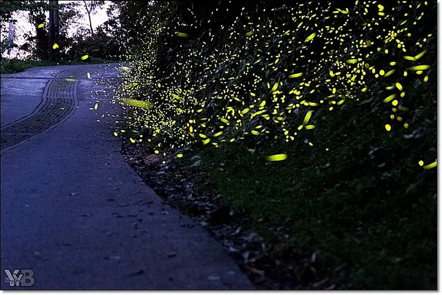 [生態攝影] 仲夏穿梭林間的小精靈@卓也小屋