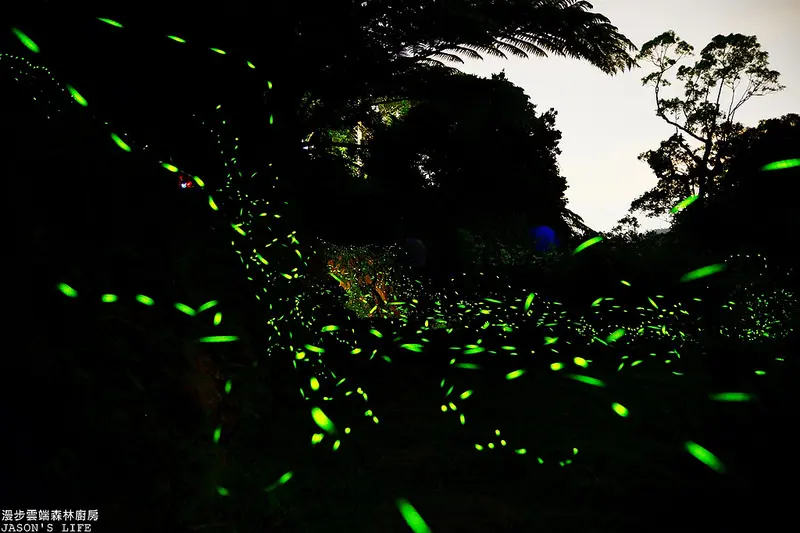 【苗栗｜美食】三義景觀餐廳，螢火蟲季開跑，結合美食、親子同樂及賞螢，適合安排半日遊。漫步雲端森林廚房