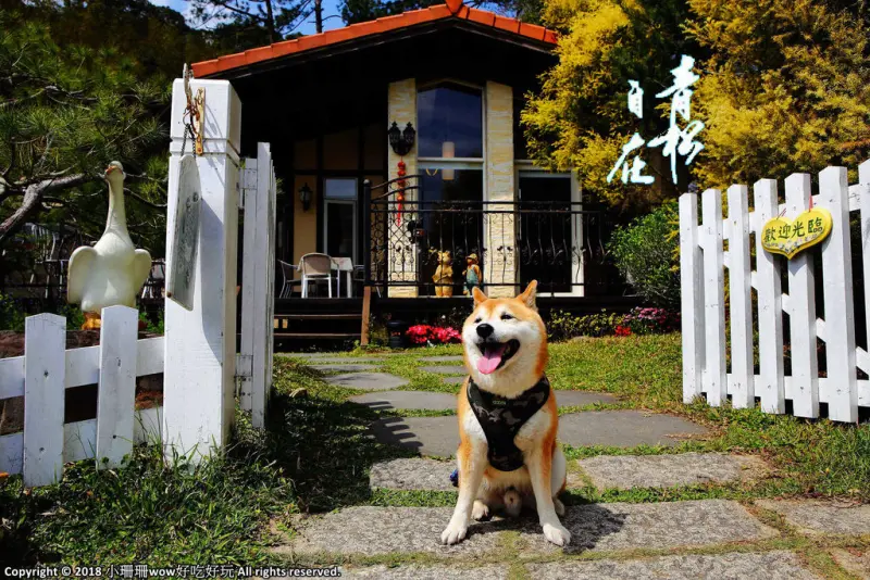 【食。苗栗】青松自在〜苗栗景觀餐廳。庭院×草皮×沙坑，適合遛孩子及毛小孩，有溫度家庭溫馨感的咖啡廳
