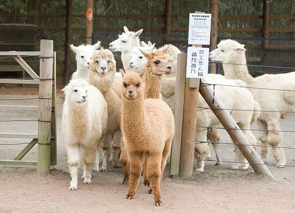 不用開車也能去 - 新竹綠世界生態農場半日遊