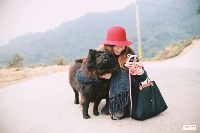 石碇八卦茶園溜鬆獅犬
