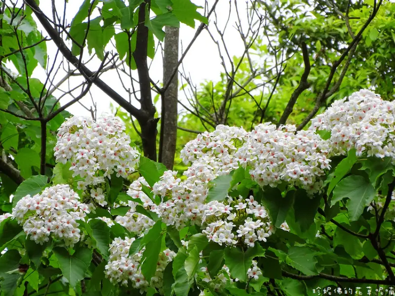 【新北-土城區】2021新北市客家桐花季桐花公園賞桐步道