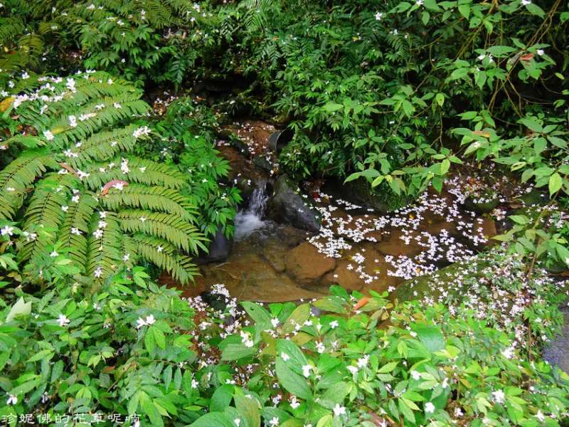 【新北-土城區】2019新北市客家桐花祭：桐花公園&清溪步道&承天禪寺