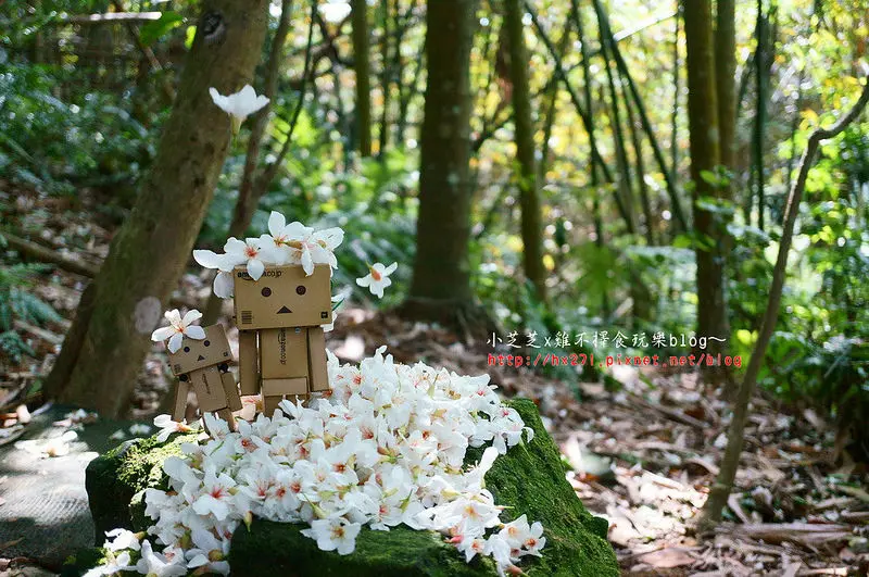 【台北景點】土城2015桐花季~桐花公園~承天禪寺賞五月雪~步道很有挑戰的~人比花多熱鬧感XD