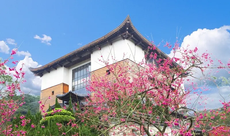 櫻花祕境緣道觀音廟   走春迎新好去處