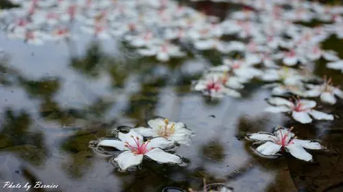翠湖畔油桐花語~台北近郊最佳輕鬆賞五月雪好地方