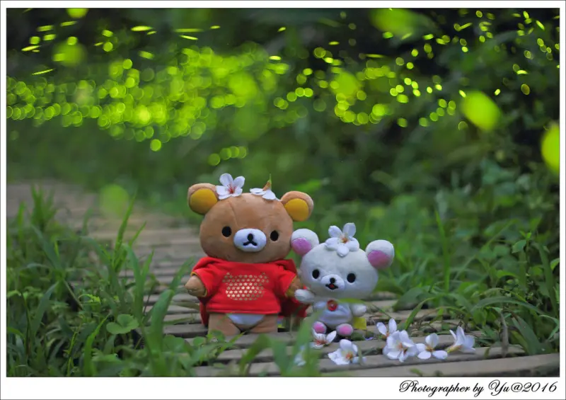 [攝影]【新北市汐止區】汐止翠湖(內溝山登山步道)。賞螢火蟲~桐花~如何拍攝螢火蟲方法及技巧