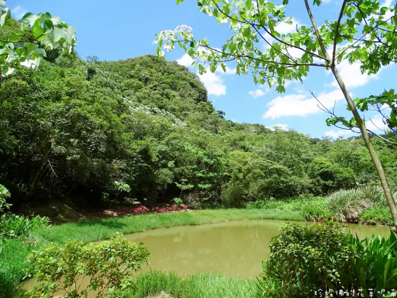 【新北-汐止區】2021內溝山翠湖步道賞桐&北港二坑礦場遺址