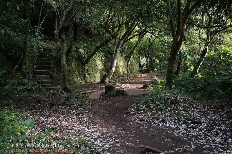 【台北景點】汐止翠湖賞油桐花~五月雪紛飛~藍鵲戲舞遊~綠色小精靈螢火蟲一閃一閃~油桐花花圈教學