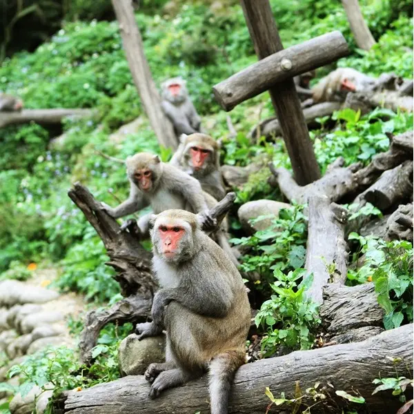 郭叔叔獼猴生態區