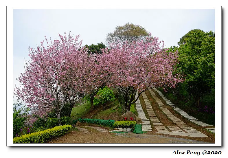 苗栗縣-獅潭鄉-蓮台山妙音淨苑 賞櫻+大湖鄉-天空之城