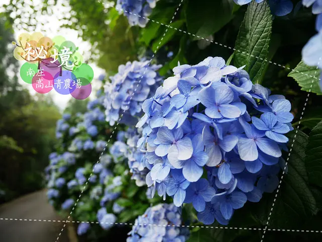 【苗栗南庄／喜歡花】祕境中的繡球花海，尋見入夏的春浪漫－高山青農場