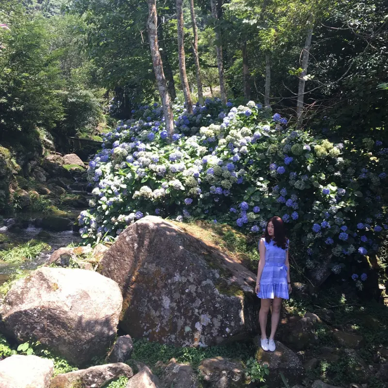 苗栗南庄繡球花▌媲美日本的繡球花海!「高山青農場」盛開繡球花不是秘境，塞車塞爆，山路難開(高山青農場收費、繡球花季時間5.6月)