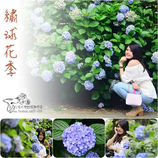 【苗栗】高山青鱒魚農場．不用到陽明山，南庄也有繡球花！浪漫藍紫色花海步道