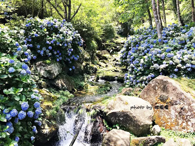 【苗栗 南庄】高山青鱒魚養殖場**紫爆來襲>>繡球花大爆炸