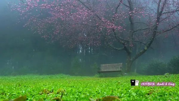 【南投。仁愛】漫步桃花源。梅峰農場。春之饗宴。季節限定入場。雲霧環繞。國立臺灣大學山地實驗農場(更新2019年活動資訊)