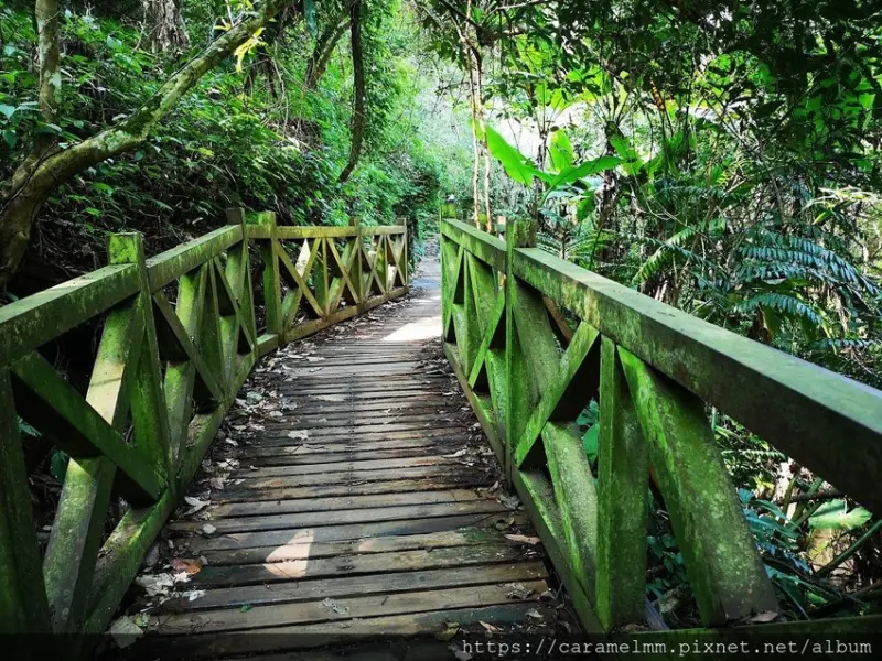 【苗栗獅潭】鳴鳳古道 鳳山古道 苗栗縣獅潭鄉 新鳳吊橋