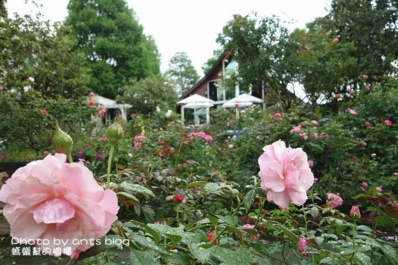【彰化田尾景觀餐廳】全得玫瑰莊園；超浪漫玫瑰庭園！彰化田尾公路必訪咖啡下午茶莊園，還有鯉魚池可餵魚。(彰化田尾公路花園/田尾景觀餐廳推薦)