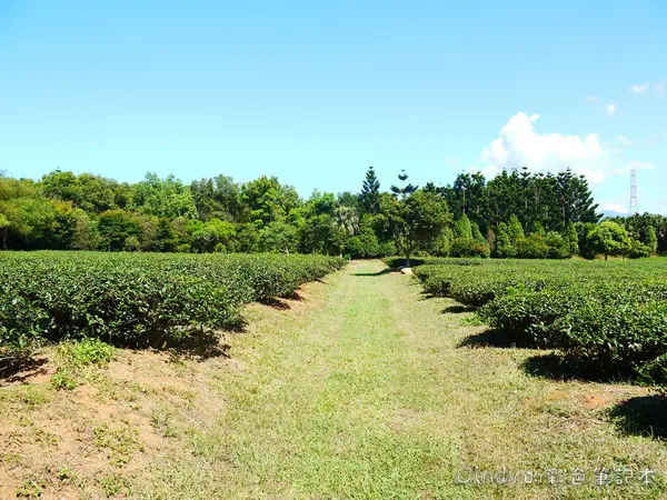 桃園龍潭‧【壹等賞】觀景茶園‧品茗、享茶膳料理、體驗茶園風光!
