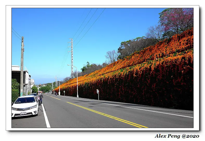 苗栗縣-銅鑼鄉-炮仗花步道+泰安鄉-烏嘎彥竹林+稻草人食坊