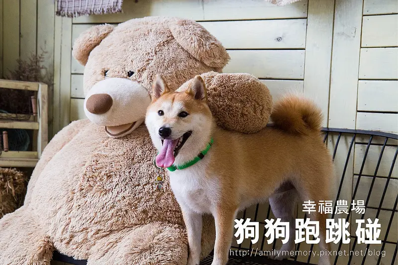 ╠苗栗旅遊╣寵物旅遊好景點-狗狗跑跳好地方-100號牧場/幸福農場