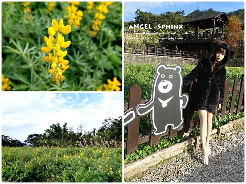 「台北貓空」特色步道賞魯冰花/遠眺101大樓 ❤ 樟湖環狀親子步道 #1