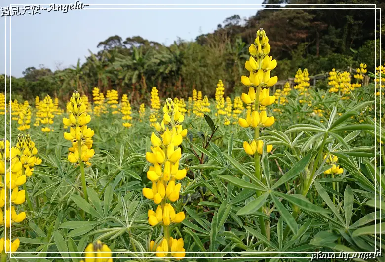 ▪木柵-原來魯冰花長這樣˙樟樹步道三月魯冰花開