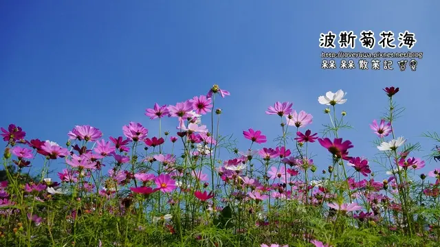 【台北◍•ᴗ•◍文山】賞花・木柵貓空樟樹步道賞波斯菊花(11/8花況)｜台北木柵貓空波斯菊花海