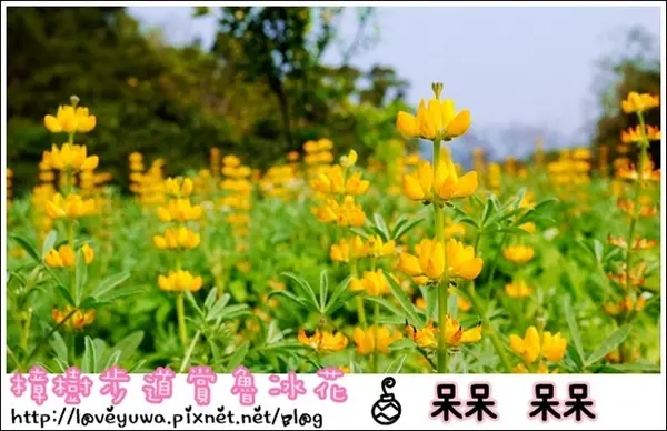 【台北◍•ᴗ•◍文山】賞花・樟樹步道賞魯冰花2015・3/19花況✯文山木柵貓空魯冰花景點｜貓空的茶園開滿花        
      