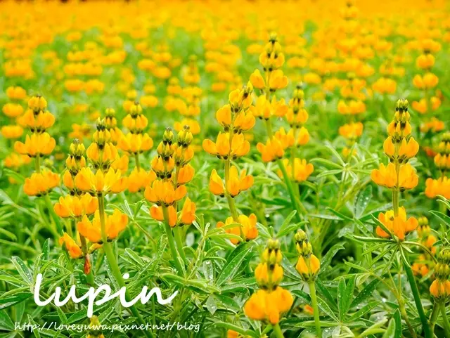 【台北◍•ᴗ•◍文山】景點・木柵貓空樟樹步道賞魯冰花｜金黃色閃閃淚光魯冰花海盛開中!(3/18花況)