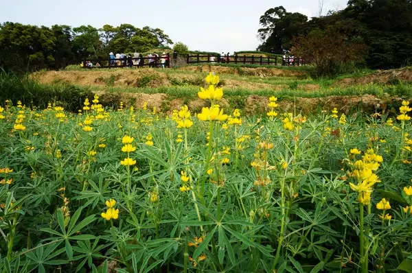 貓空樟樹步道 - 魯冰花的季節              