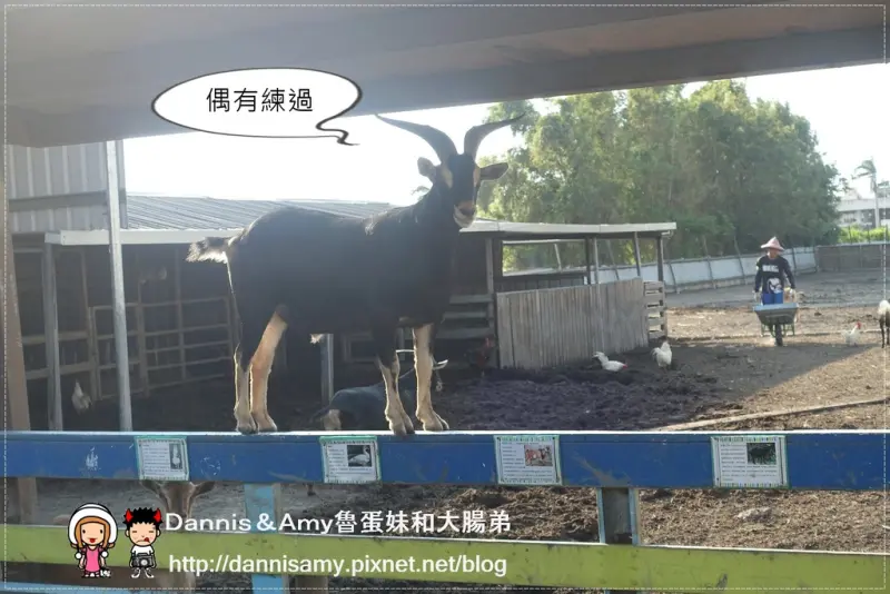 ♥新竹親子餐廳推薦♥▋巷弄田園親子餐廳 平日商業午餐 下午茶 室內遊戲區 戶外動物區 戲水區 可堆沙 大草皮烤肉聚會好地方▋近新竹市區南寮漁港附近