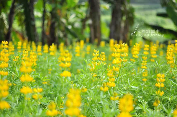 【遊記】台北木柵 魯冰花樟樹步道 春意盎然的金黃色花海(2016/3/26花況)