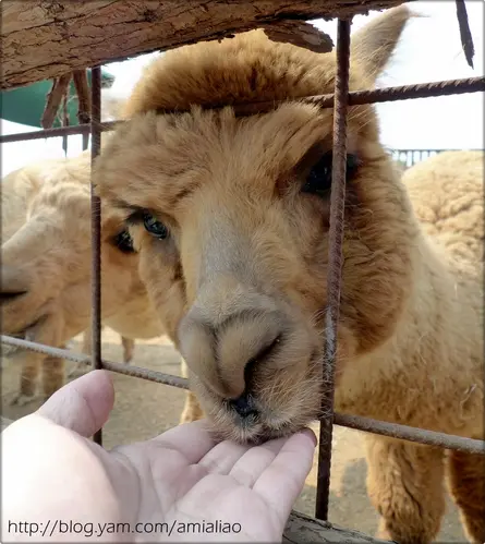 【南投】星月天空。這裡也有草泥馬耶！