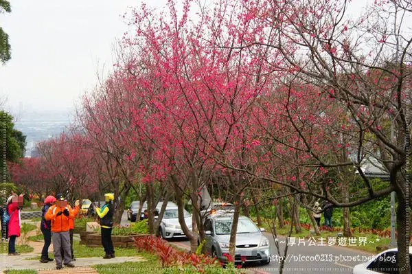♥遊♥【台北●北投】賞櫻兼賞大鳳梨●北投復興三路櫻花隧道+鳳梨涼亭