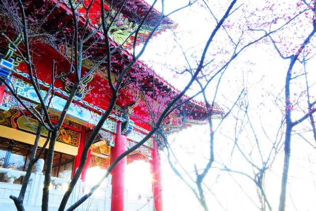 台北賞櫻 ∥  北投吳氏宗祠の櫻花、夜景、晨曦